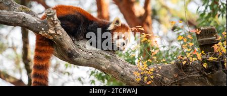 Mignon panda rouge vivant dans un zoo au Japon avec branche d'arbre, maison en bois et terrain d'herbe. Banque D'Images