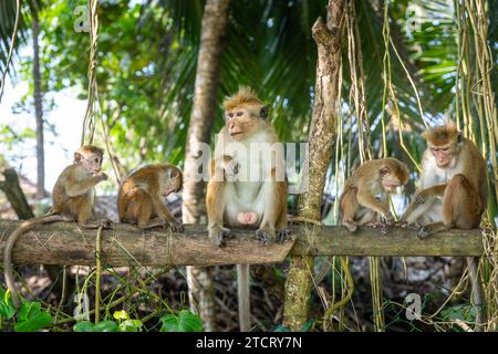 Mirissa, Sri Lanka - 13 décembre 2023 : famille de singe Toque-Makak Macaca sinica sur un tronc d'arbre au Sri Lanka. Singe du vieux monde en milieu naturel *** Affenfamile Toque-Makak Macaca sinica auf einem Baumstamm au Sri Lanka. Altweltaffe à natürlicher Umgebung Banque D'Images