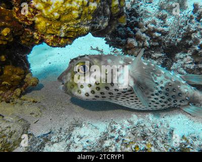 Gelbflecken-Igelfisch Cyclichthys spilostylus, Unterwasser-Foto, phare de Tauchplatz, Dahab, Golf von Akaba, Rotes Meer, Sinaï, Ägypten *** poisson jaune tacheté Cyclichthys spilostylus , photo sous-marine, site de plongée phare, Dahab, Golfe d'Aqaba, mer Rouge, Sinaï, Egypte Banque D'Images