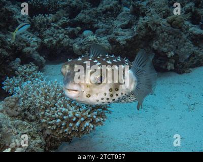 Gelbflecken-Igelfisch Cyclichthys spilostylus, Unterwasser-Foto, Tauchplatz The Canyon, Dahab, Golf von Akaba, Rotes Meer, Sinaï, Ägypten *** poisson jaune tacheté Cyclichthys spilostylus , photo sous-marine, site de plongée le Canyon, Dahab, Golfe d'Aqaba, Mer Rouge, Sinaï, Égypte Banque D'Images