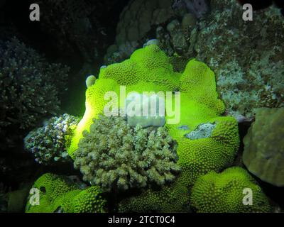 Grüne Polypen einer Koralle, Nachtaufnahme, Unterwasser-Foto, Tauchplatz Inmo Housereef, Dahab, golf von Akaba, Rotes Meer, Sinaï, Ägypten *** polypes verts d'un corail, photo de nuit, photo sous-marine, site de plongée Inmo Housereef, Dahab, Golfe d'Aqaba, Mer Rouge, Sinaï, Égypte Banque D'Images