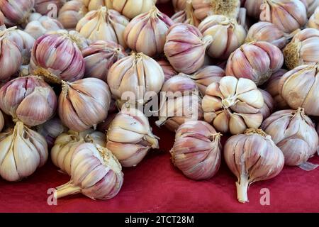 Vue en gros plan de tas de gousses d'ail fraîches violettes et blanches, tas de bulbes d'ail entiers sur la nappe rouge sur le marché des fermiers, Péloponnèse péninsule, G Banque D'Images
