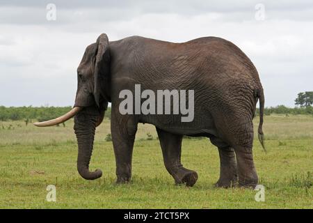 Magnifique éléphant africain marchant dans le parc national Kruger, en Afrique du Sud, un jour ensoleillé montrant le meilleur de la faune africaine. Banque D'Images