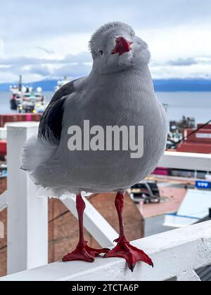 Gros plan de Dolphin Goéland dans le port d'Ushuaia, Tierra del Fuego, Patagonie, Argentine Banque D'Images