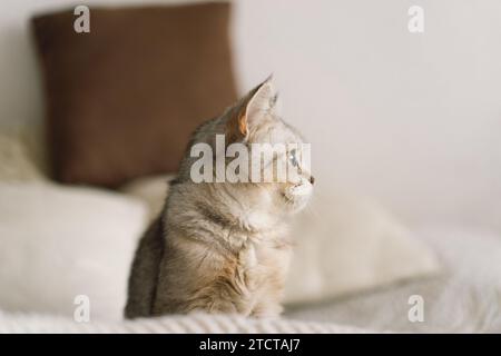 Portrait d'un beau chat. Portrait mignon de chat. Joyeux animal de compagnie. Banque D'Images
