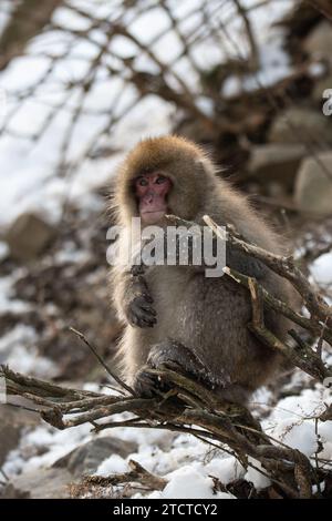 Un macaque japonais, Macaca fuscata, sur une branche dans la neige Banque D'Images