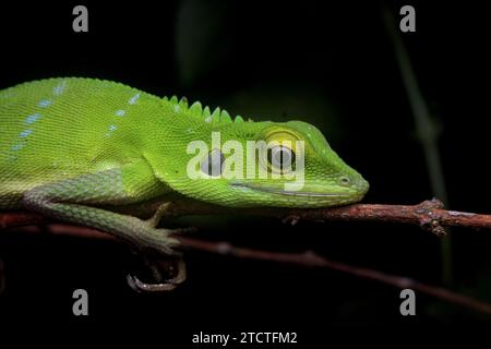 Lézard à crête verte, Bronchocela cristella reposant sur la branche la nuit Banque D'Images