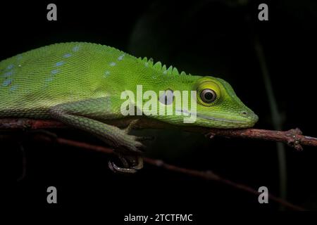 Lézard à crête verte, Bronchocela cristella reposant sur la branche la nuit Banque D'Images