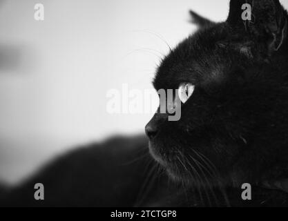 Gros plan latéral d'un visage de chat noir. Image en noir et blanc. Banque D'Images