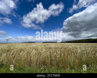 Champ de blé avec coquelicots dans l'Eure, France Banque D'Images