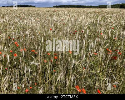 Champ de blé avec coquelicots dans l'Eure, France Banque D'Images