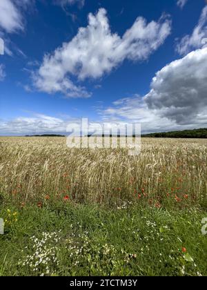Champ de blé avec coquelicots dans l'Eure, France Banque D'Images