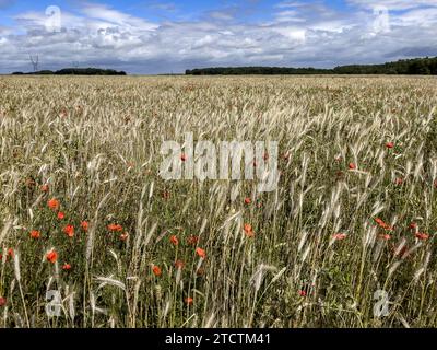 Champ de blé avec coquelicots dans l'Eure, France Banque D'Images