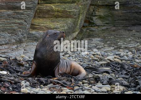 Mer du Sud masculin (Otaria flavescens) sur la côte de l'île sombre dans les îles Falkland. Banque D'Images
