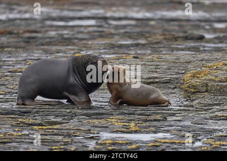 Grand otarie mâle (Otaria flavescens) courtisant une jeune femelle sur la côte de Bleaker Island dans les îles Malouines. Banque D'Images