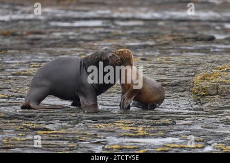 Grand otarie mâle (Otaria flavescens) courtisant une jeune femelle sur la côte de Bleaker Island dans les îles Malouines. Banque D'Images