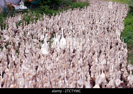 Beaucoup de canards au vietnam, concept de ferme d'industrie. Banque D'Images