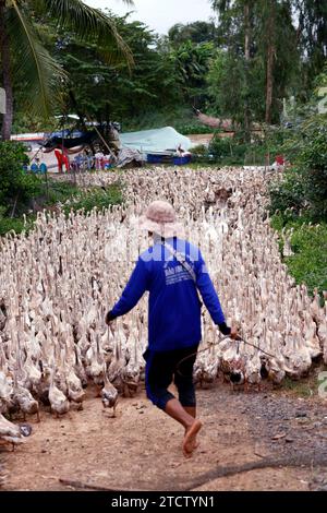 Beaucoup de canards au vietnam, concept de ferme d'industrie. Banque D'Images