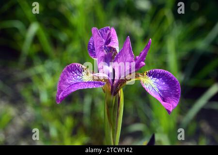 Single Tall Purple Siberian Iris 'Sparkling Rose' Flower cultivée dans les Borders à RHS Bridgewater, Worsley, Salford, Greater Manchester, UK. Banque D'Images