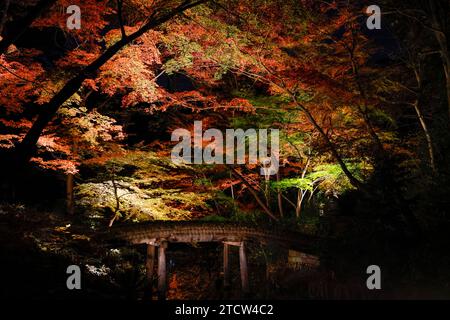 LES FEUILLES D'AUTOMNE DU JARDIN RIKUGIEN S'ILLUMINENT À TOKYO Banque D'Images