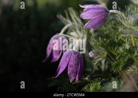 gros plan d'une fleur de paqueflower pourpre (pulsatilla vulgaris) avec fond flou Banque D'Images