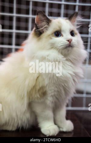 Mignon, petit chat Ragdoll. 3 mois debout. avec fond de cage Banque D'Images