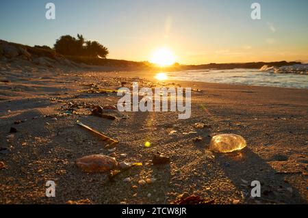 Méduse de dard mauve échouée sur le rivage par les vagues à la plage de ses Platgetes à es Caló (Formentera, Îles Baléares, mer Méditerranée, Espagne) Banque D'Images
