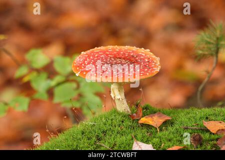 Agaric mouche poussant dans une mousse de sphaigne à la lisière d'une forêt. Bergisches Land, Rhénanie du Nord-Westphalie, Allemagne. Banque D'Images