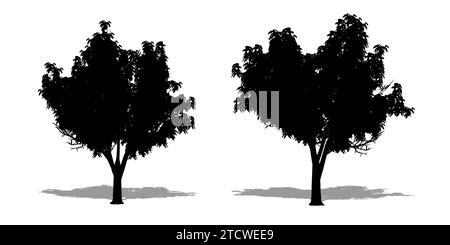 Ensemble ou collection de Honey Locust Trees comme une silhouette noire sur fond blanc. Concept ou illustration conceptuelle 3D pour la nature, la planète, l'écologie a Banque D'Images