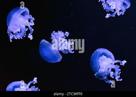 Méduse fluorescente, méduse australienne tachetée, Phyllorhiza punctata nageant dans la piscine de l'aquarium avec la lumière bleue néon. Thériologie, biodiversité, onu Banque D'Images