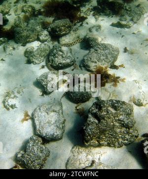 Serpent tacheté Eel Ophichthus ophis, El Cotillo, Fuerteventura, Îles Canaries, Espagne. Banque D'Images