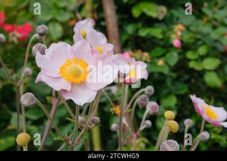 Anémone Loreley. Fleurs d'été sur fond flou d'herbe verte. Cultivée pour ses fleurs romantiques. Banque D'Images