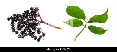 Ensemble de fruits mûrs de sureau noir ou branche verte isolé sur fond blanc. Sambucus nigra. Gros plan de baies européennes crues ou de feuilles fraîches. Banque D'Images