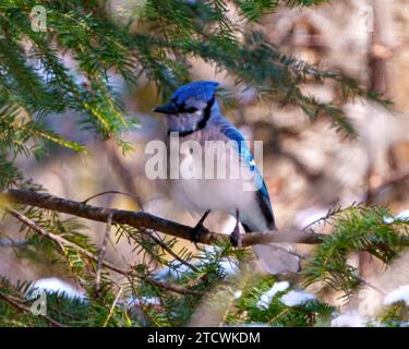 Blue Jay vue rapprochée perché sur une branche avec un fond d'arbres conifères feutrés et conifères feutrés dans l'environnement forestier et l'habitat environnant. Banque D'Images