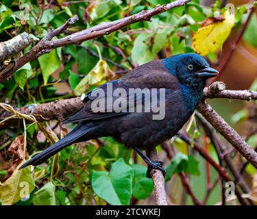 Vue de côté gros plan commune Grackle perché sur la branche avec fond orange d'automne dans son environnement et habitat environnant. Portrait Grackle. Banque D'Images