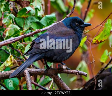 Vue de côté gros plan commune Grackle perché sur la branche avec fond orange d'automne dans son environnement et habitat environnant. Portrait Grackle. Banque D'Images