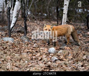 Profil en gros plan du renard rouge vue latérale regardant l'appareil photo au printemps avec un arrière-plan d'arbres de bouleau flous dans son environnement et son habitat. Image. Banque D'Images