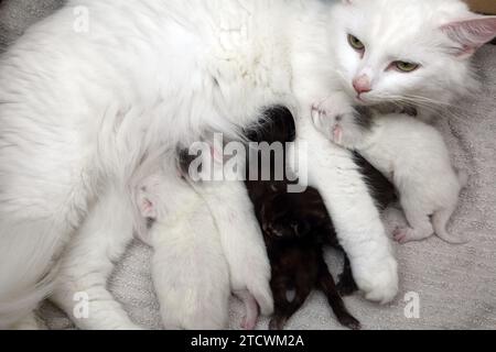 Chat angora turc nourrissant ses chatons de 6 jours Banque D'Images