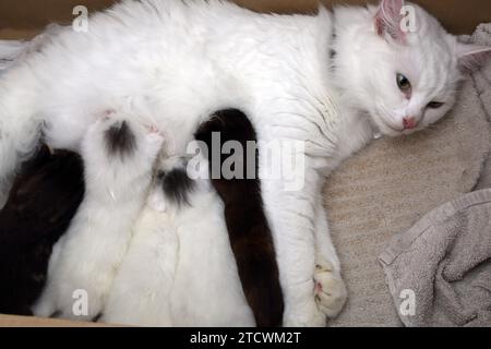 Chat angora turc nourrissant ses chatons de 17 jours Banque D'Images