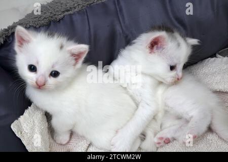 Une portée d'un mois Old Turkish Angora Cross Kittens dans Cat Bed Surrey Angleterre Banque D'Images