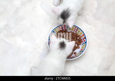 Chatons angora turc d'un mois avec marquage gris sur la tête mangeant dans un bol de nourriture sèche pour chats Banque D'Images