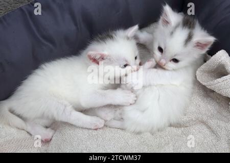 Deux chatons Angora turc de 4 semaines dans le lit de chat Banque D'Images