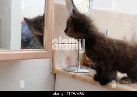 Un chaton de croix angora turque de 7 semaines Old Tortoiseshell regardant son propre reflet dans le miroir de salle de bains Surrey Angleterre Banque D'Images