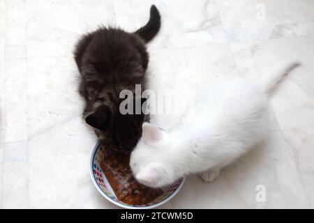 7 semaines Old turc Angora Cross Kittens un Tabby et un blanc avec marquage gris sur la tête manger nourriture pour chat Surrey Angleterre Banque D'Images