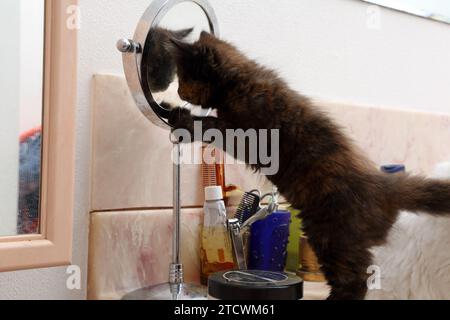 Un chaton de croix angora turque de 7 semaines Old Tortoiseshell regardant son propre reflet dans le miroir de salle de bains Surrey Angleterre Banque D'Images