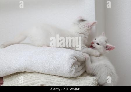 7 semaines Old White Turkish Angora Cross chaton avec marquage gris sur la tête jouant sur le dessus d'Une pile de serviettes Surrey Angleterre Banque D'Images