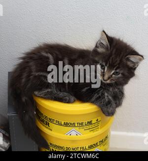 Portrait d'un chaton de croix angora turque de 7 semaines, tabby, posé sur un bac à objets pointus et tranchants médical scellé Banque D'Images