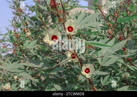 Roselle hibiscus sabdariffa, oseille rouge ou plante à fleurs jamaïcaine sorel avec des fruits aigres. Gongura, oseille rouge utilisée dans la cuisine andhra comme curry ou trempette Banque D'Images