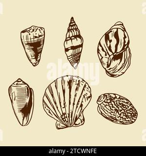 Coquillages. Illustration vectorielle d'un ensemble dans le style graphique. Éléments de conception pour cartes de vœux, invitations, bannières, dépliants, couvertures, étiquettes. Illustration de Vecteur