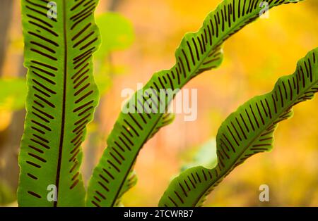 Feuille de langue de coeur (Asplenium scolopendrium) en automne, Ukraine Banque D'Images